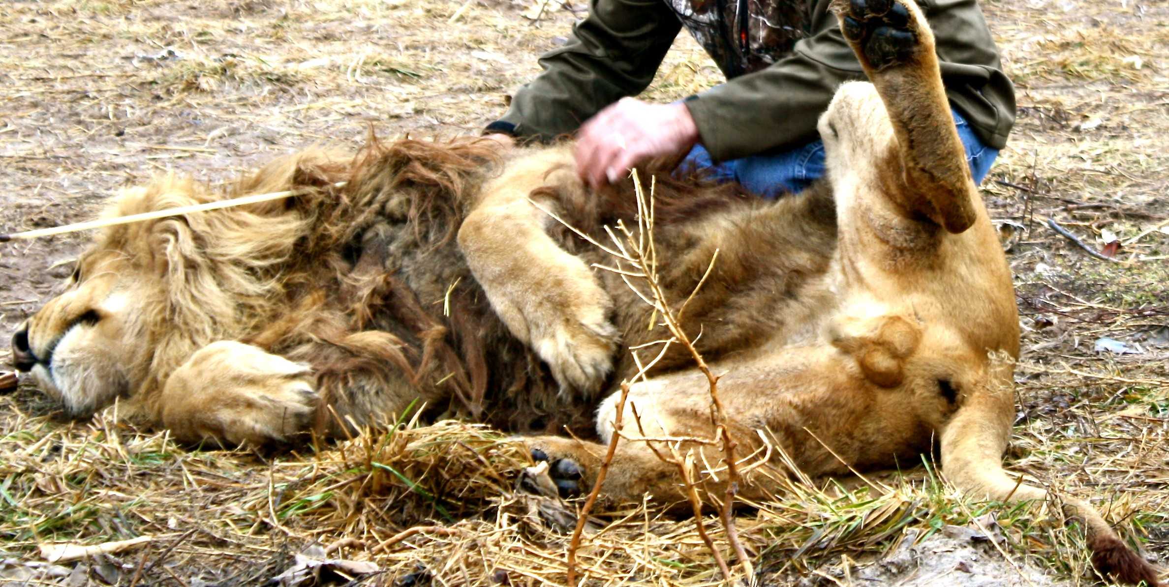 Chief rolls over for a belly rub from Tim Stark, president of Wildlife In Need, Inc. The non-profit organization provides more than 150 exotic refuge animals with a home and rehabilitation center.