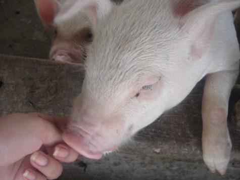Pet a pig – Relieve your stress