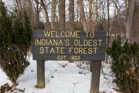 The cutting controversy of logging in Indiana state forests