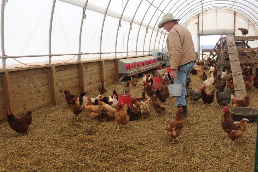 Steve Carr walks by a flock of chickens crowded around one of multiple feeders inside the 3D Valley Farm chicken coop.